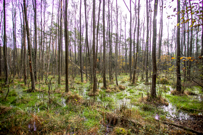 Rezerwat Leśny „Żądłowice” - widok na bagna