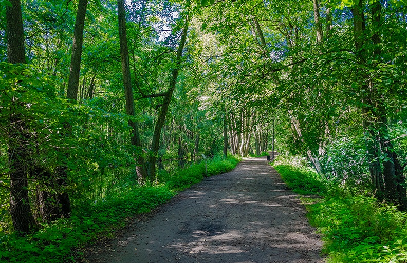 Ścieżka w Rezerwacie Niebieskie Źródła na trasie szlaku zielonego